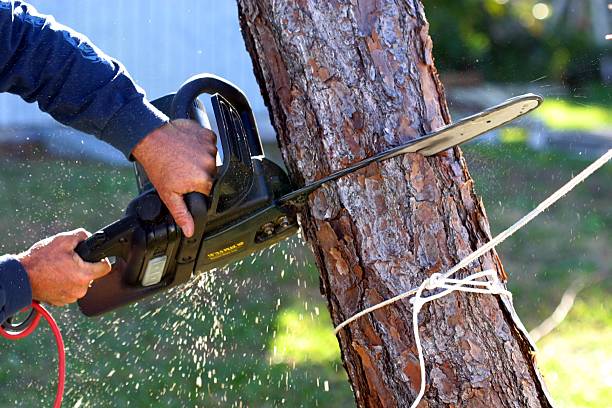 How Our Tree Care Process Works  in  Kaunakakai, HI